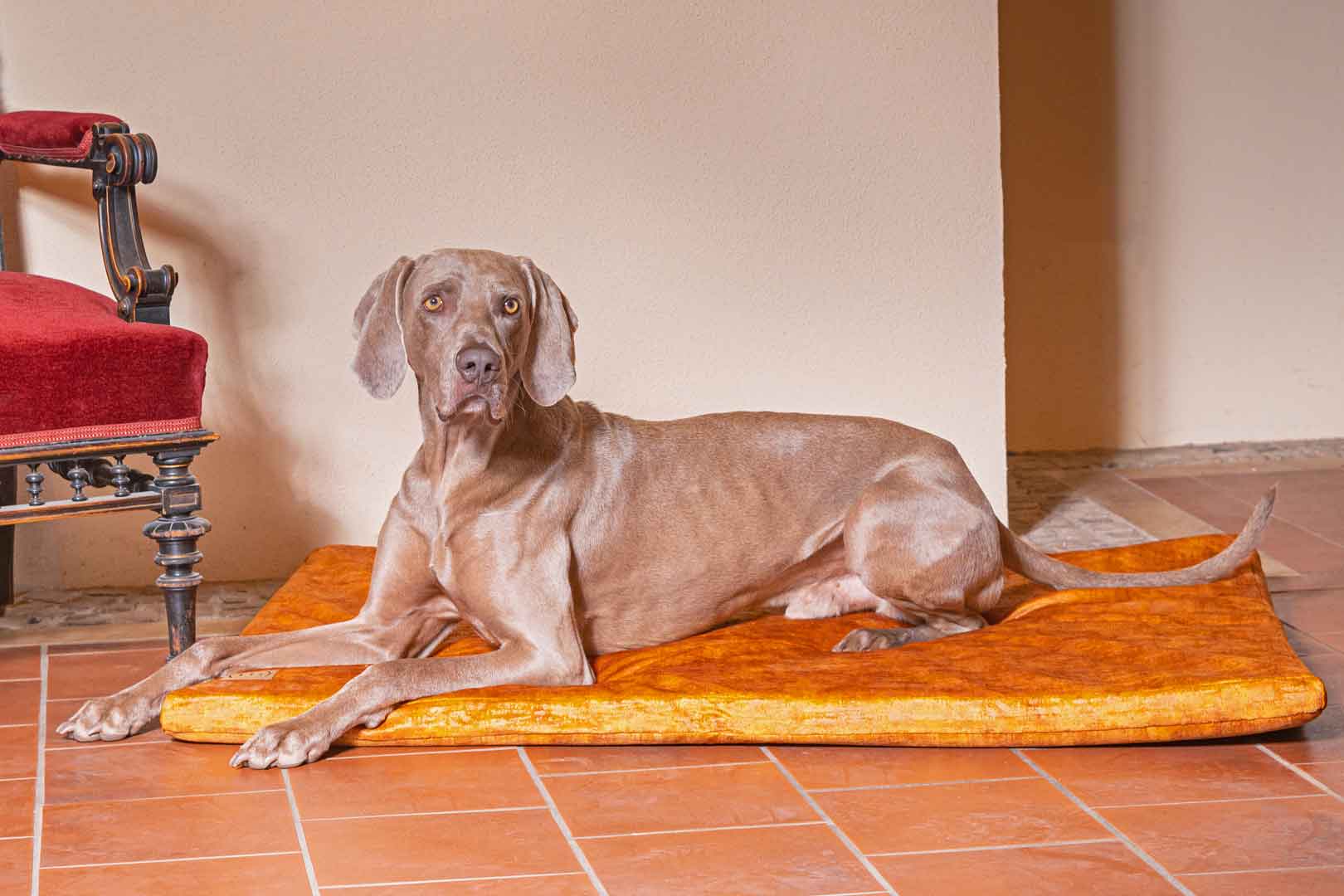 Traumhund Orthopädische Hundematte Vintage-Samt
