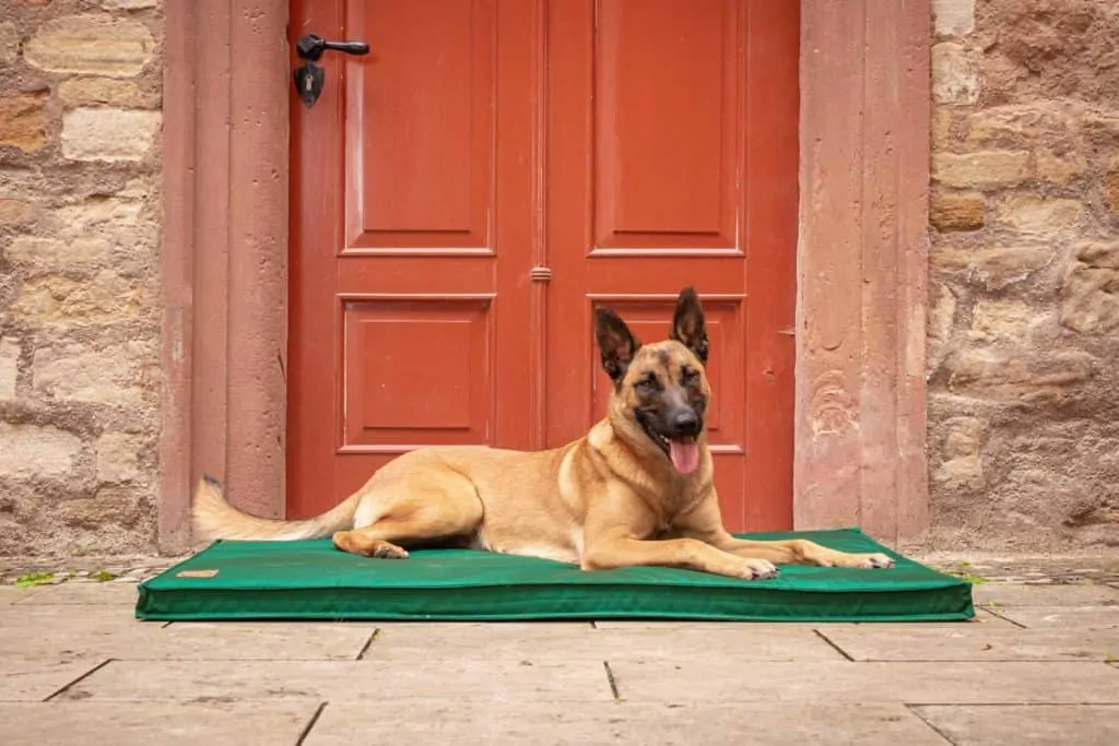 Traumhund Orthopädische Hundematte Organic 95