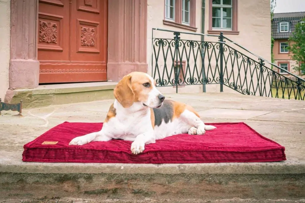 Traumhund Orthopädische Hundematte Boheme