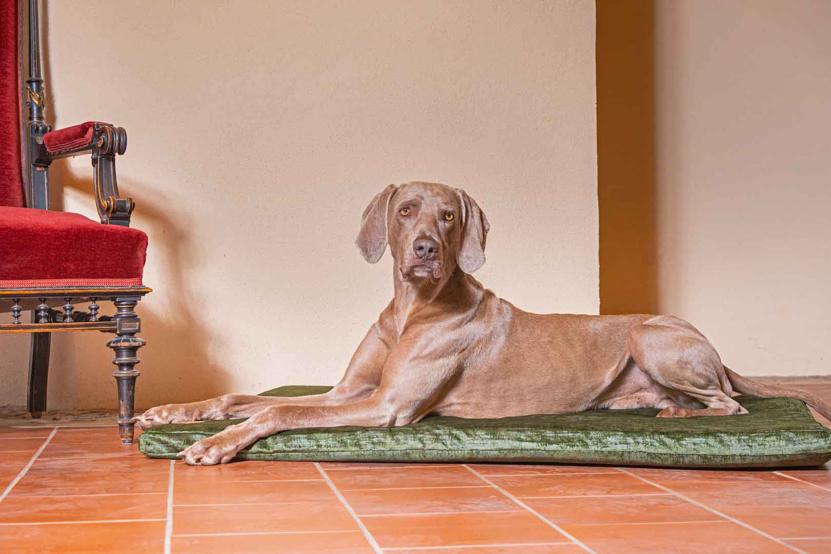 Orthopädische Hundematte Vintage-Samt